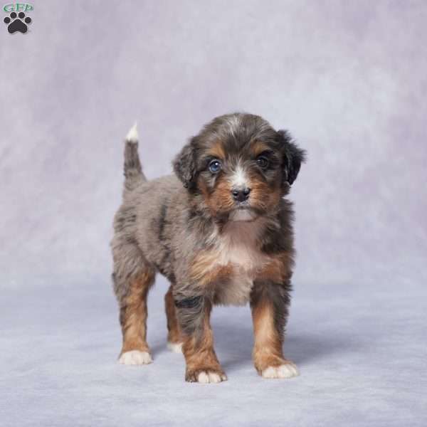 Amie, Mini Bernedoodle Puppy